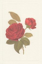 Kort med kuvert - Rossi - Två rosor (240 g/m² - 11,5 x 17 cm)