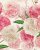 Tassotti varese papper