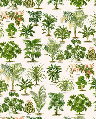 Tassotti 91499 - Piante Ornamentali