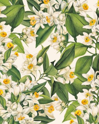 Tassotti 9182 - Fiori d'arancio