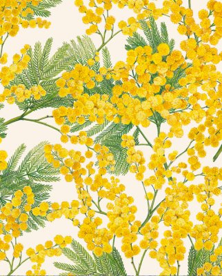 Tassotti 9183 - Mimose