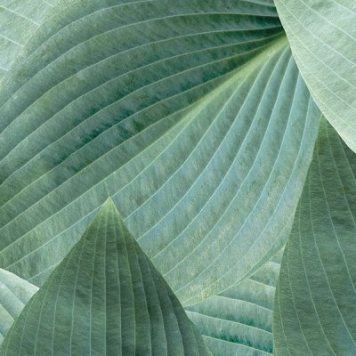 Omslagspapper - 3622 - 2 m - Funkia leafs