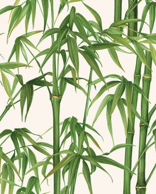 Tassotti 9303 - Bambù - Vit /Grön