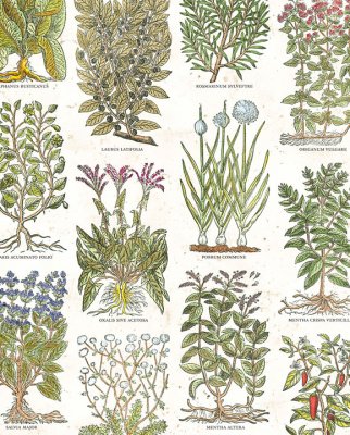 Tassotti 9305 - Erbe da cucina - Vit /Grön