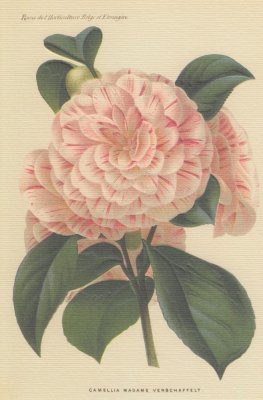 Kort med kuvert - Rossi - Kamelia (240 g/m² - 11,5 x 17 cm)