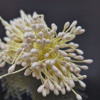 pistiller glitter creme